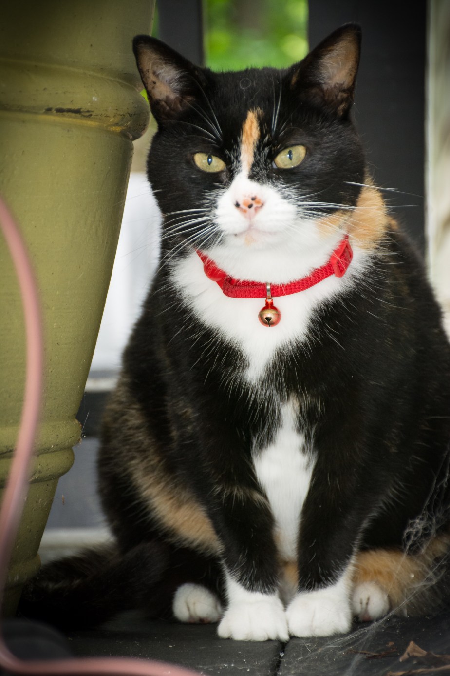    Lulu, I wish we would have met under better circumstances.     While taking pictures at a memorial party for a wonderful friend who recently passed away, her pretty Calico showed up to pay her respects. Normally an unsociable cat, Lulu felt compelled to come in from outside and mingle with the party guests. I got this shot of her just before she came inside. I didn't want to scare her so I just held the camera out the door so she wouldn't see me and aimed as carefully as I could. I love how the color of her eyes matches the vase she is sitting next to. Lulu, along with many other people, will miss Cindy terribly.  
